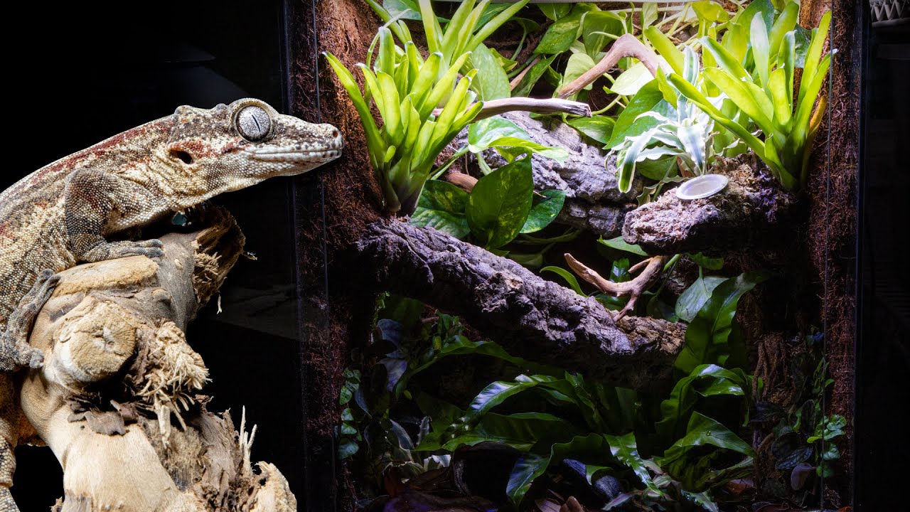 Bioactive Gargoyle Gecko Vivarium