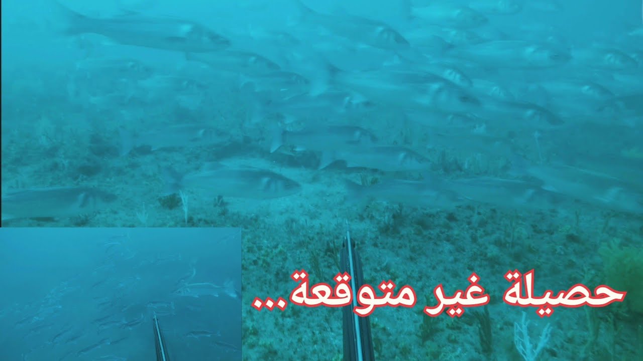 Festival loup bar (seabass)et méro 2024، ‏أكبر تجمع لسمك الدرعي (القاروص)،ميرو
