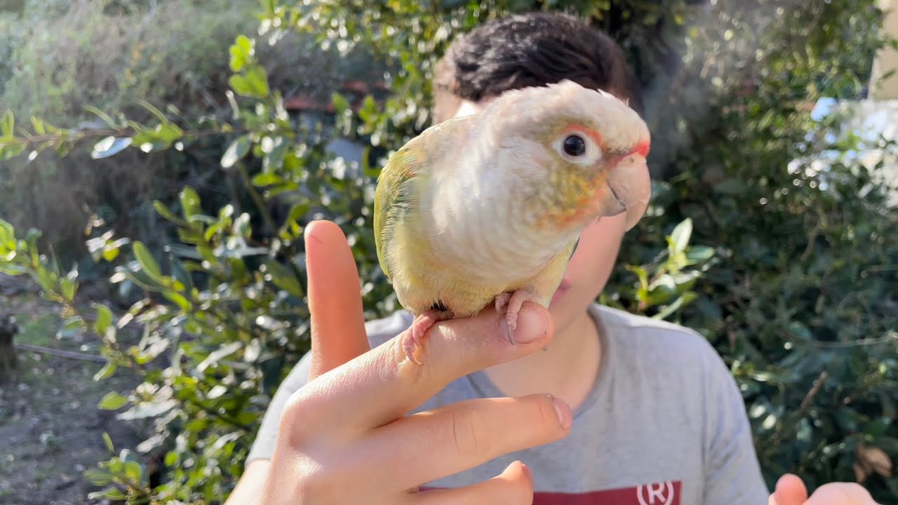 Tout savoir sur la CONURE MOLINA