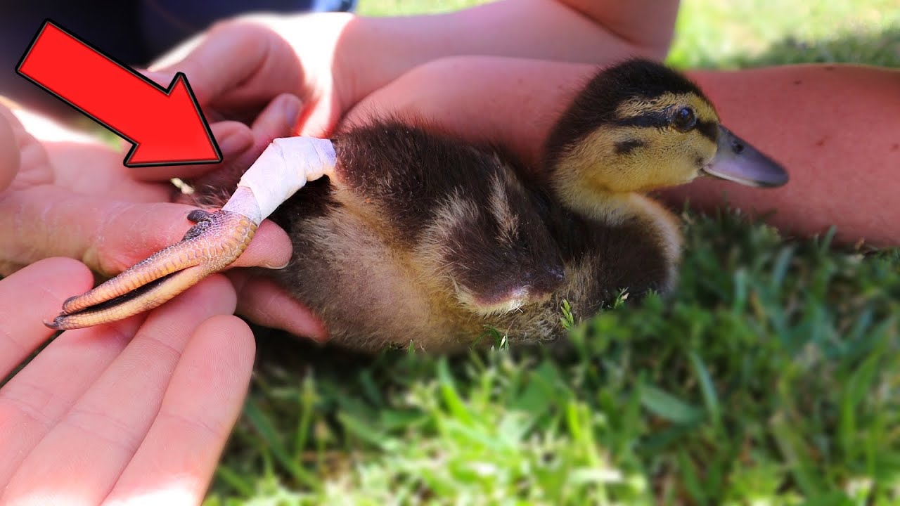 My Baby Duck Broke His Leg... Sad