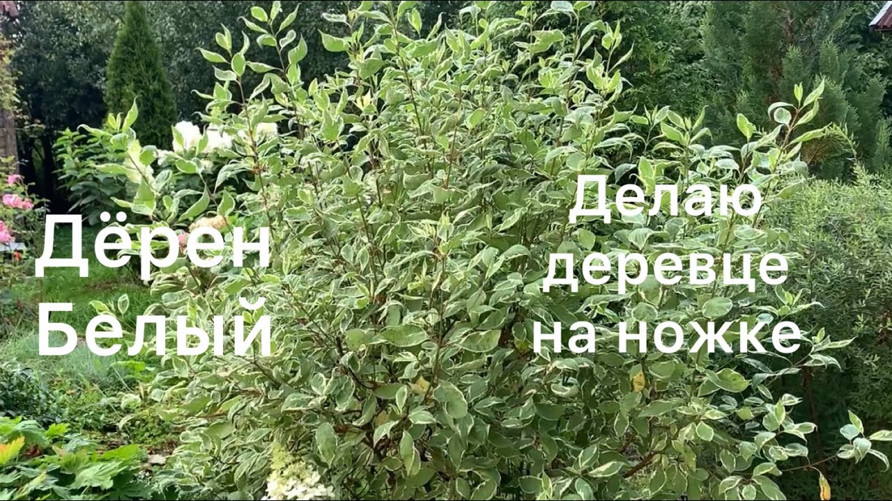 Дёрен Белый. Делаю деревце на ножках 🌳