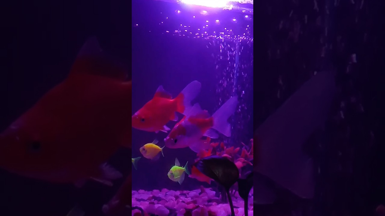 #fishvlog#shortvideo #publicvideo#coprightfreesong #hd shortreels