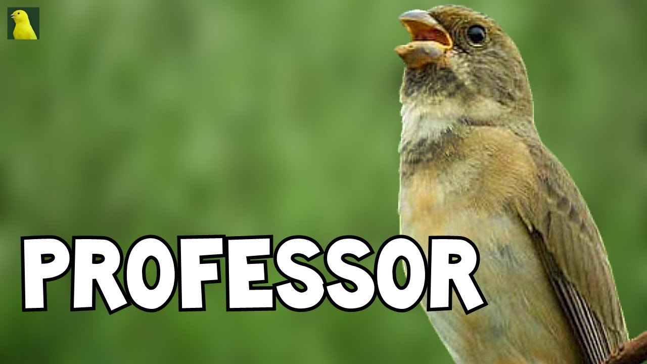 COLEIRO PARDO PROFESSOR TUI TUI 3º NOTA PERFEITO !!!