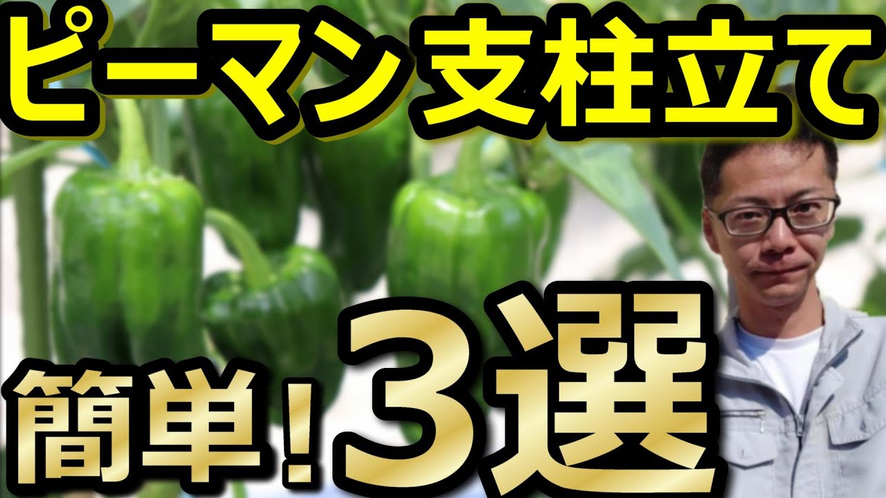 【初心者必見！】ピーマンの支柱立て3つの簡単な方法！