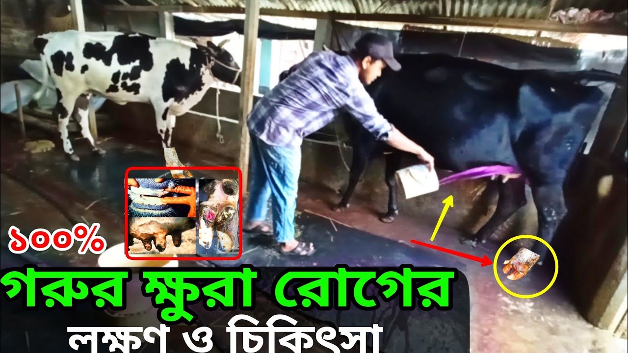 গরুর ক্ষুরা রোগের লক্ষণ ও চিকিৎসা |গরুর ক্ষুরা রোগের টিকা,ভ্যাকসিন | ক্ষুরাপাকা, তাপরোগ,FMD