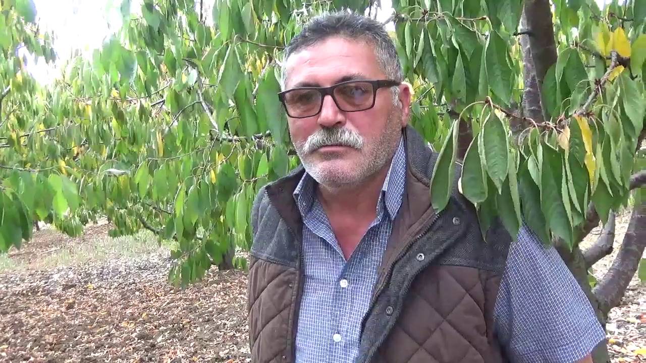 Tokat - Kiraz Yetiştiriciliği - Toprak Mantarı - Ballanma - Püslenme - Akıntı - Ağaç kuruması