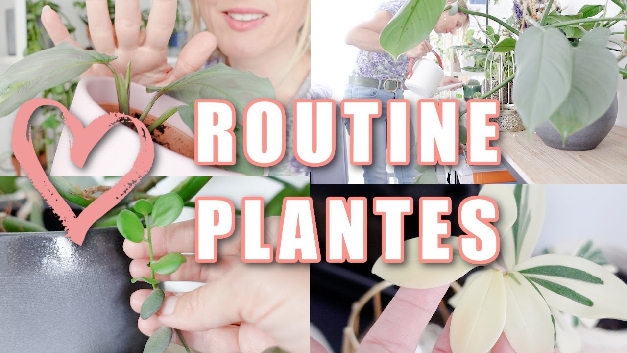 🪴 Routine plantes d'intérieur 🪴 Vidéo relaxante sur l'entretien des plantes vertes 🌿