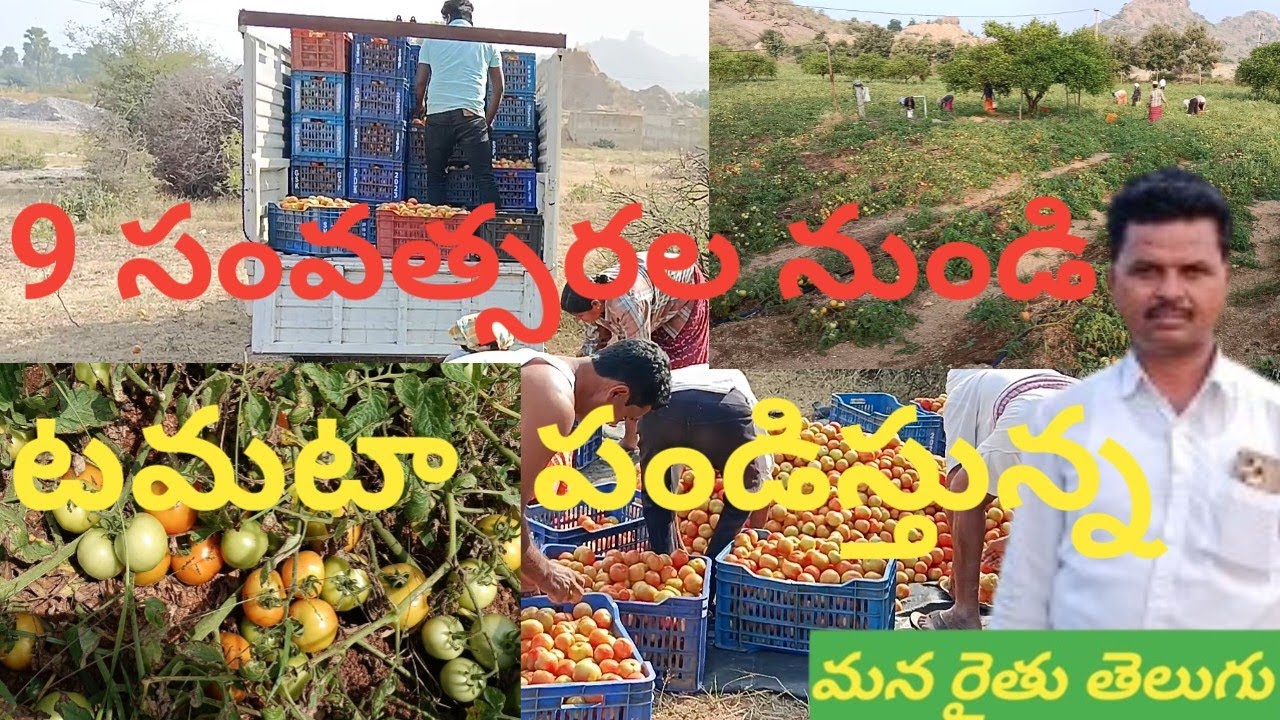 టమోటా 3 ఏకరాలలో పండిస్తున్న రైతు  | tomato sagu  |  మనరైతుతెలుగు