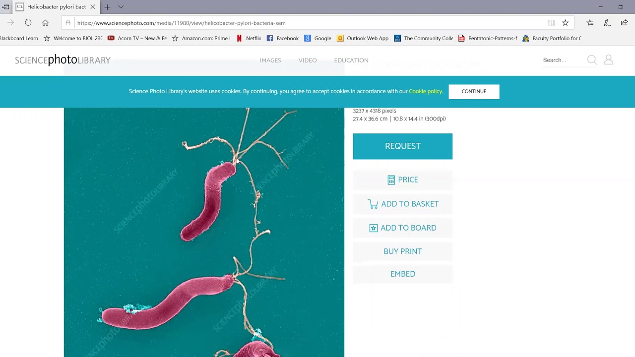 Endospore Stain and Bacterial Motility