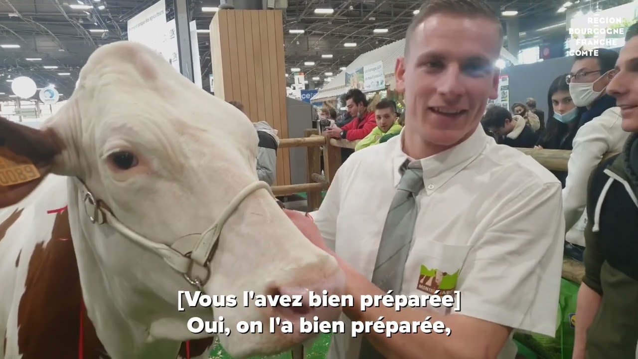 Le show des montbéliardes