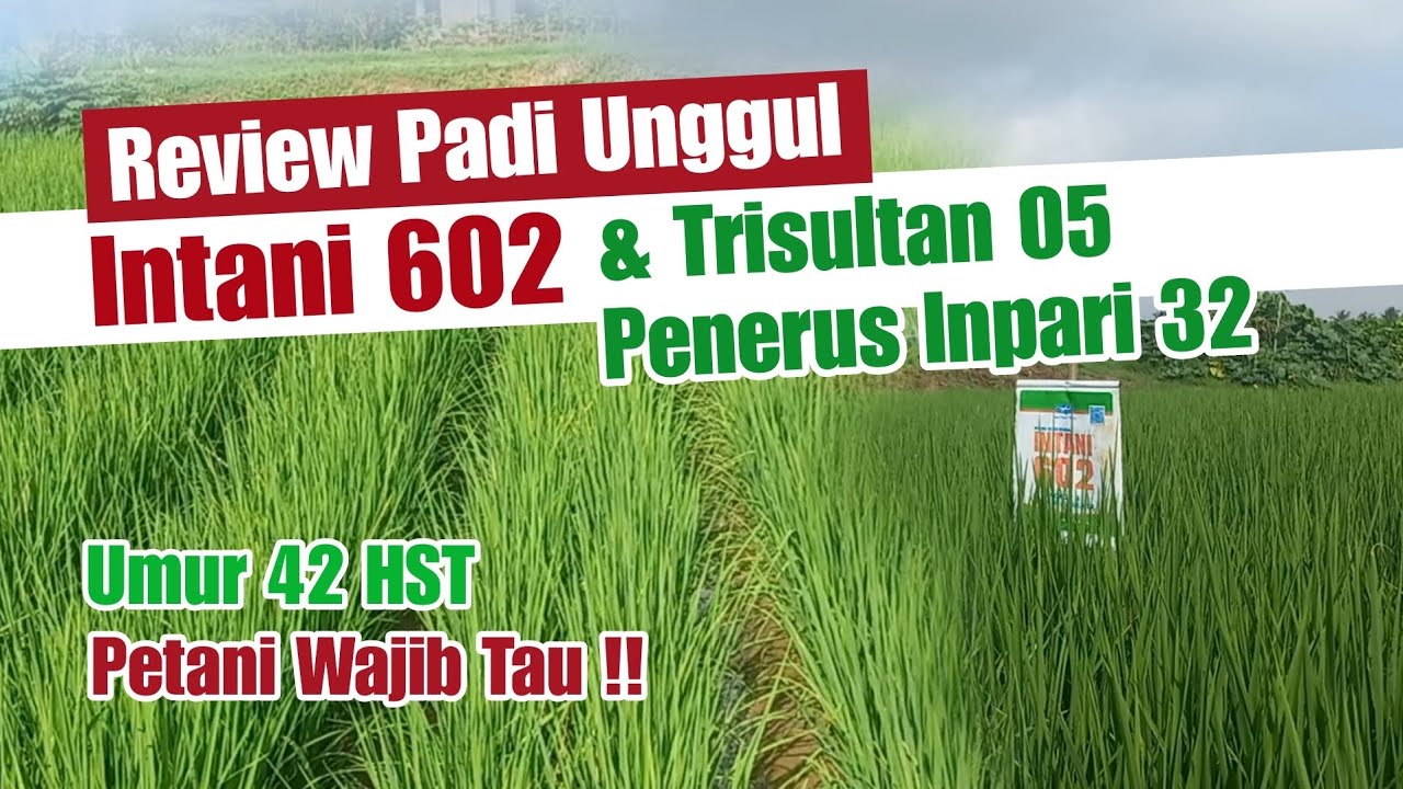 Review Padi Unggul Intani 602 & Trisultan 05 Penerus Inpari 32, Umur 42 HST | Petani Wajib Tau !!