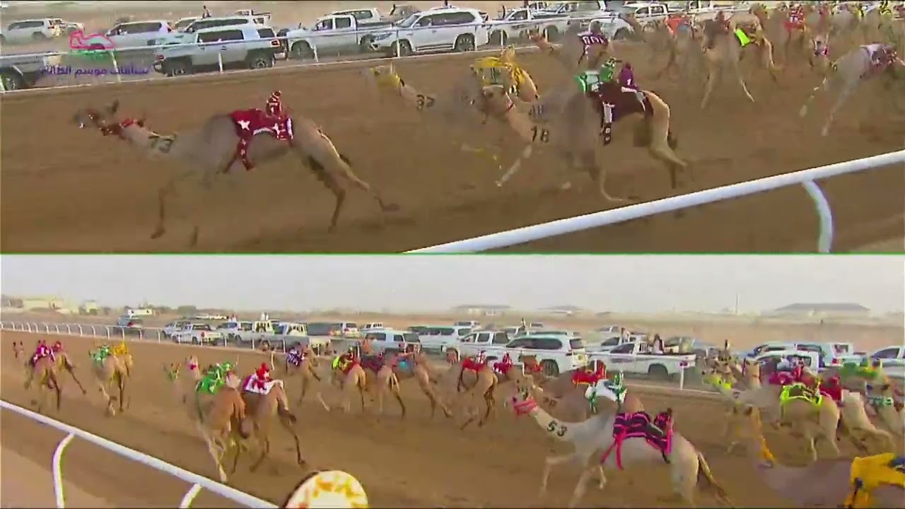 الشوط 1 مفاريد بكار السبت 13-07-2024 من  #سباقات_موسم_الطائف 2024