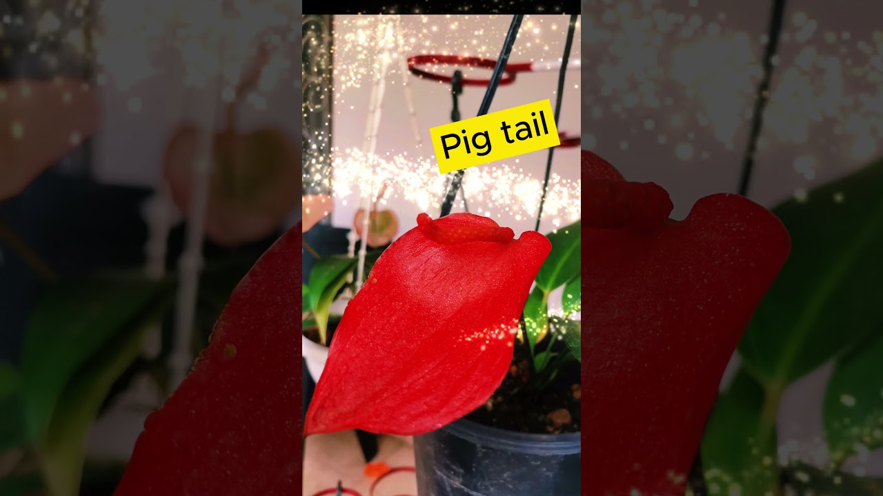 Anthurium Flowers #anthurium #anthuriumplant #anthuriumcare #anthuriumfarming #flowersofinstagram