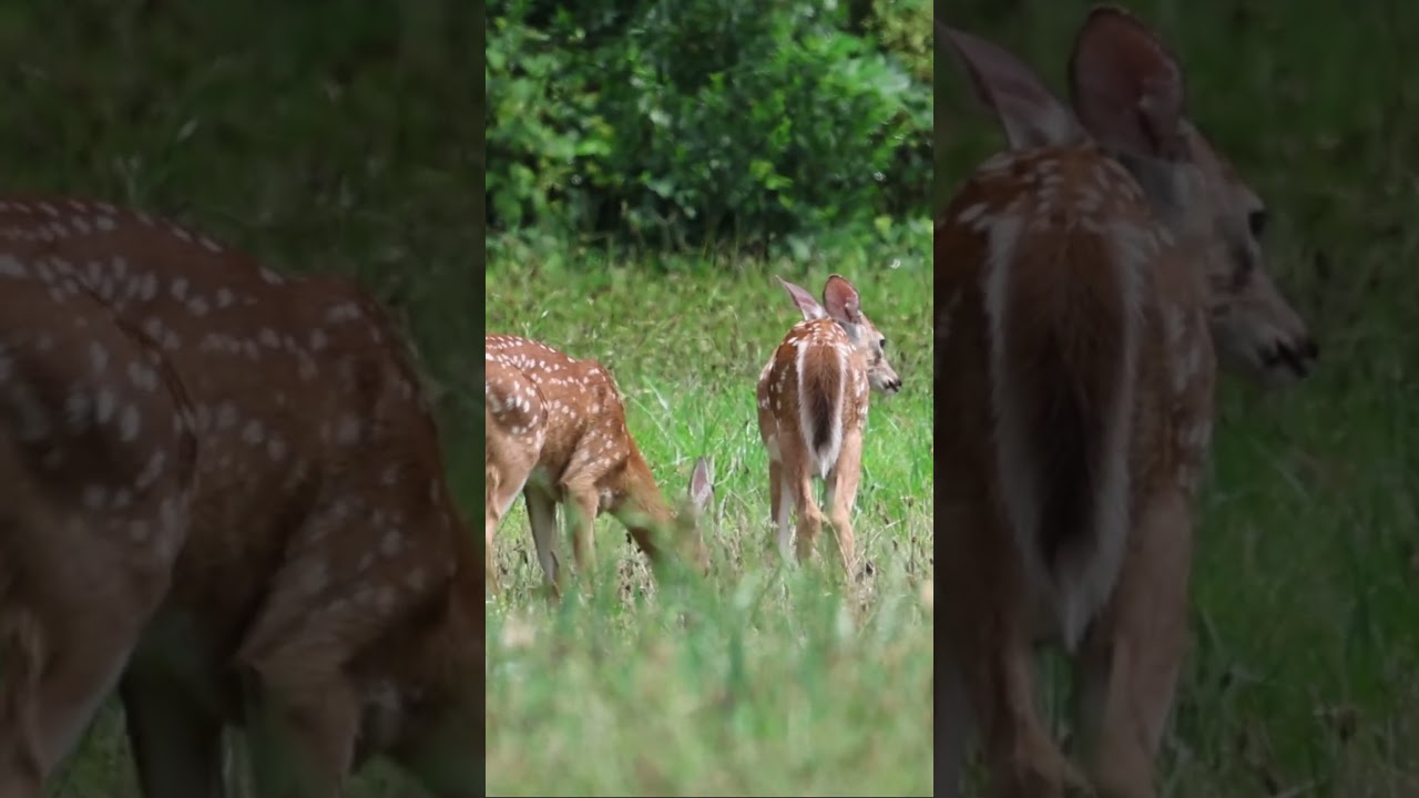 Two Beautiful Young Fawns