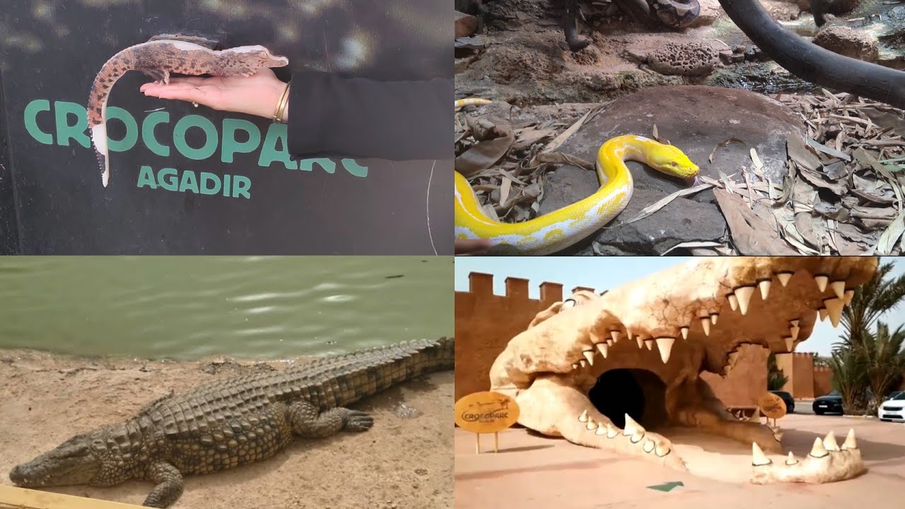 crocoparc agadir (parc zoologique) جولة معي في كروكوپارك أݣادير