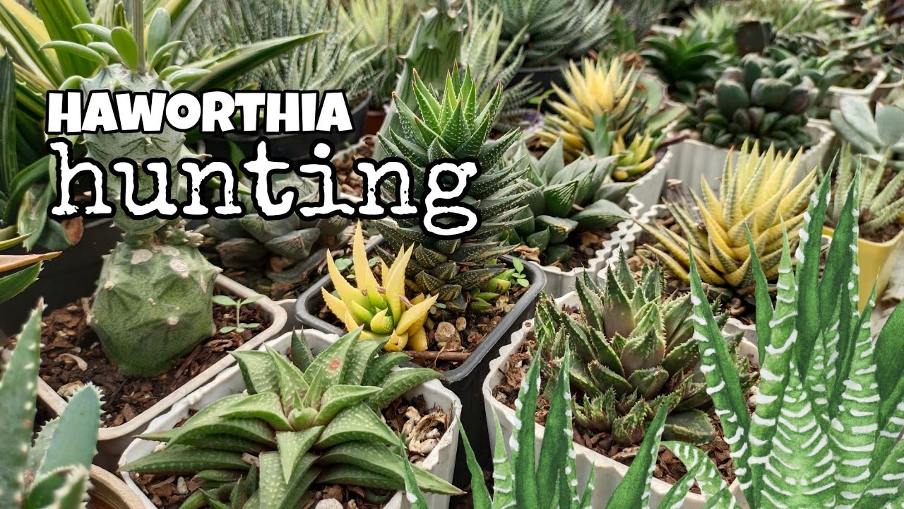 Haworthia Hunting sa Adivay Festival, Benguet