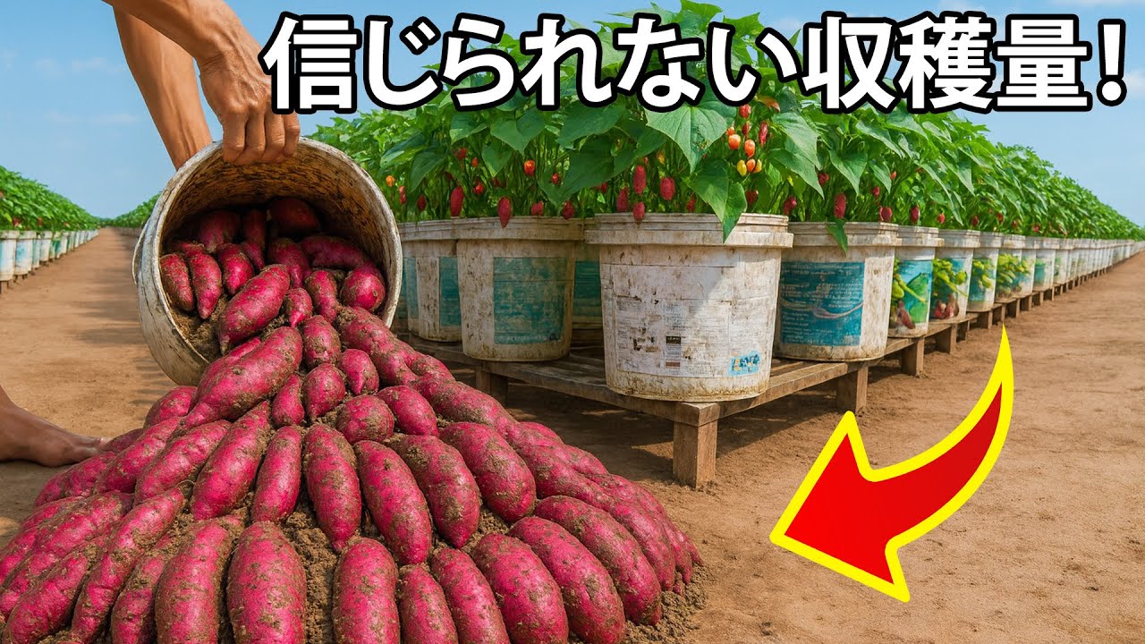 家庭菜園初心者必見｜コンテナでサツマイモ大豊作のコツ