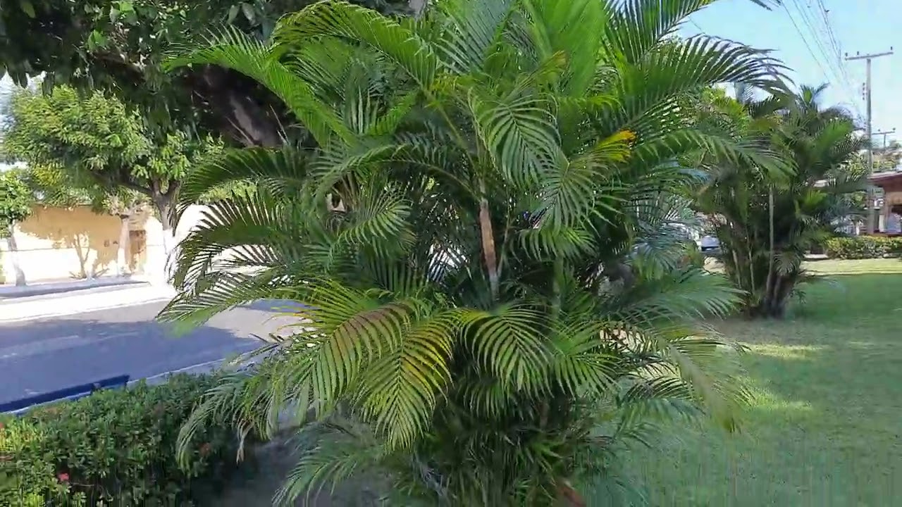Palmeira Areca Bambu: Dicas de cultivo e propagação!
