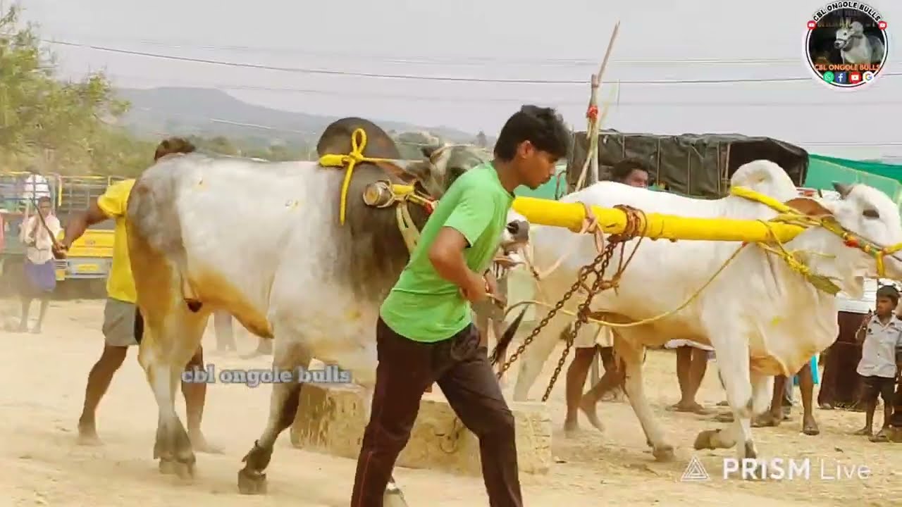 పందికోన 4పల్లు విభాగం 4వ జత