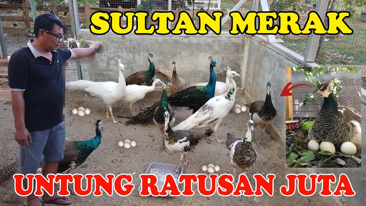 GOKIIIL UNTUNG RATUSAN JUTA DARI TERNAK BURUNG MERAK | BANYAK BANGET MERAK DISINI