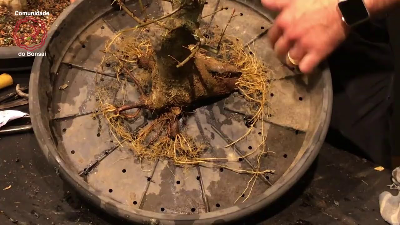 Melhorando o nebari de um Acer kaede - Comunidade do Bonsai (2ª Parte)