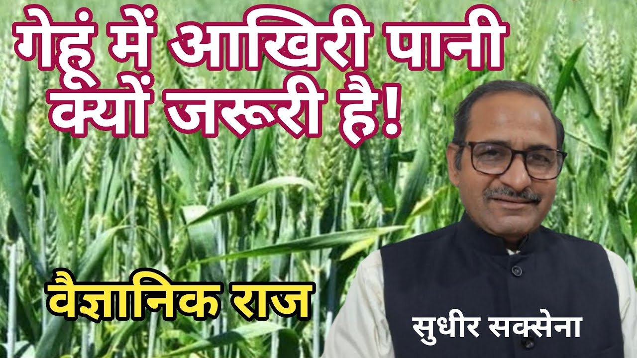 गेहूं की अधिक उपज के लिए आखिरी पानी कब दे। गेहूं की डफ स्टेज पर पानी क्यों। गेहूं में आखिरी पानी कब।