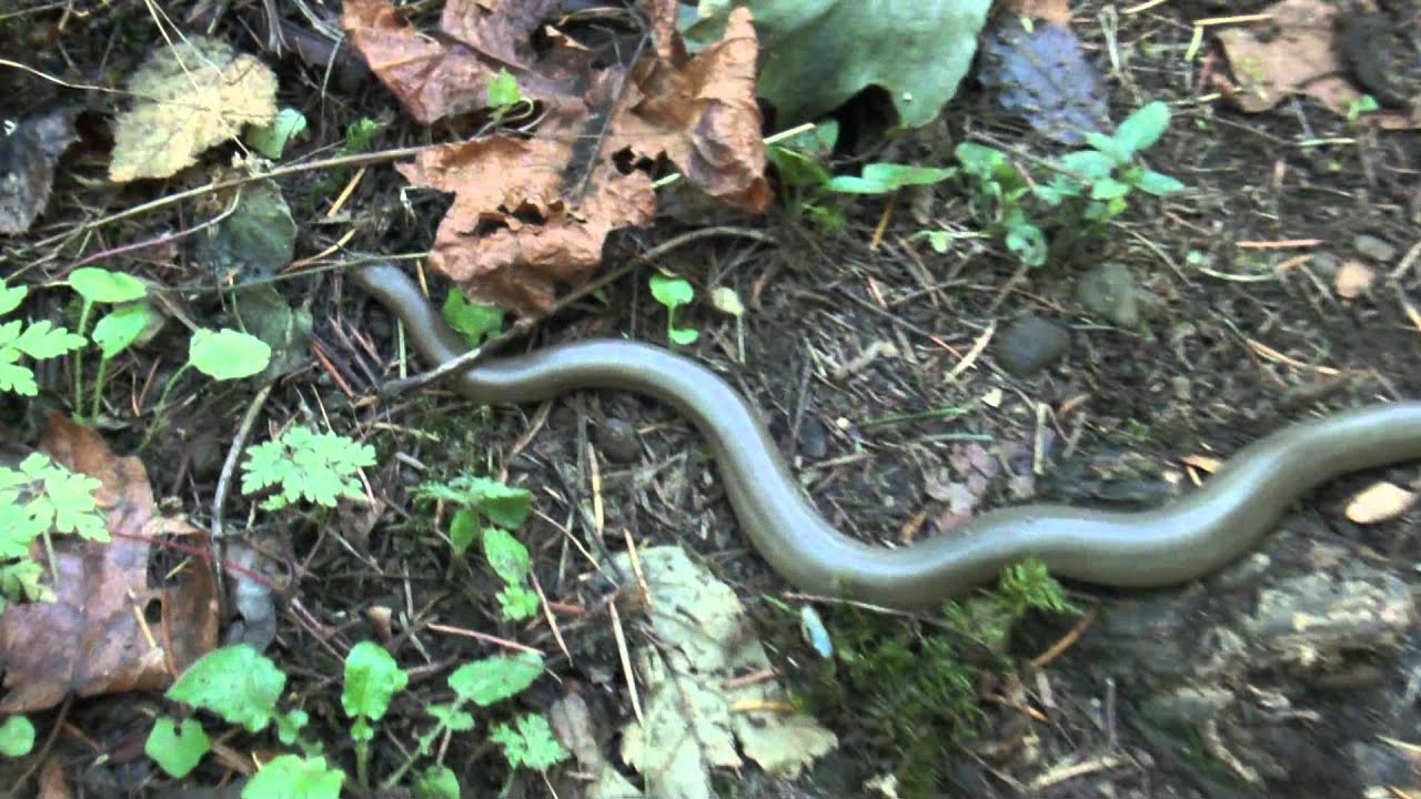 Rubber Boa