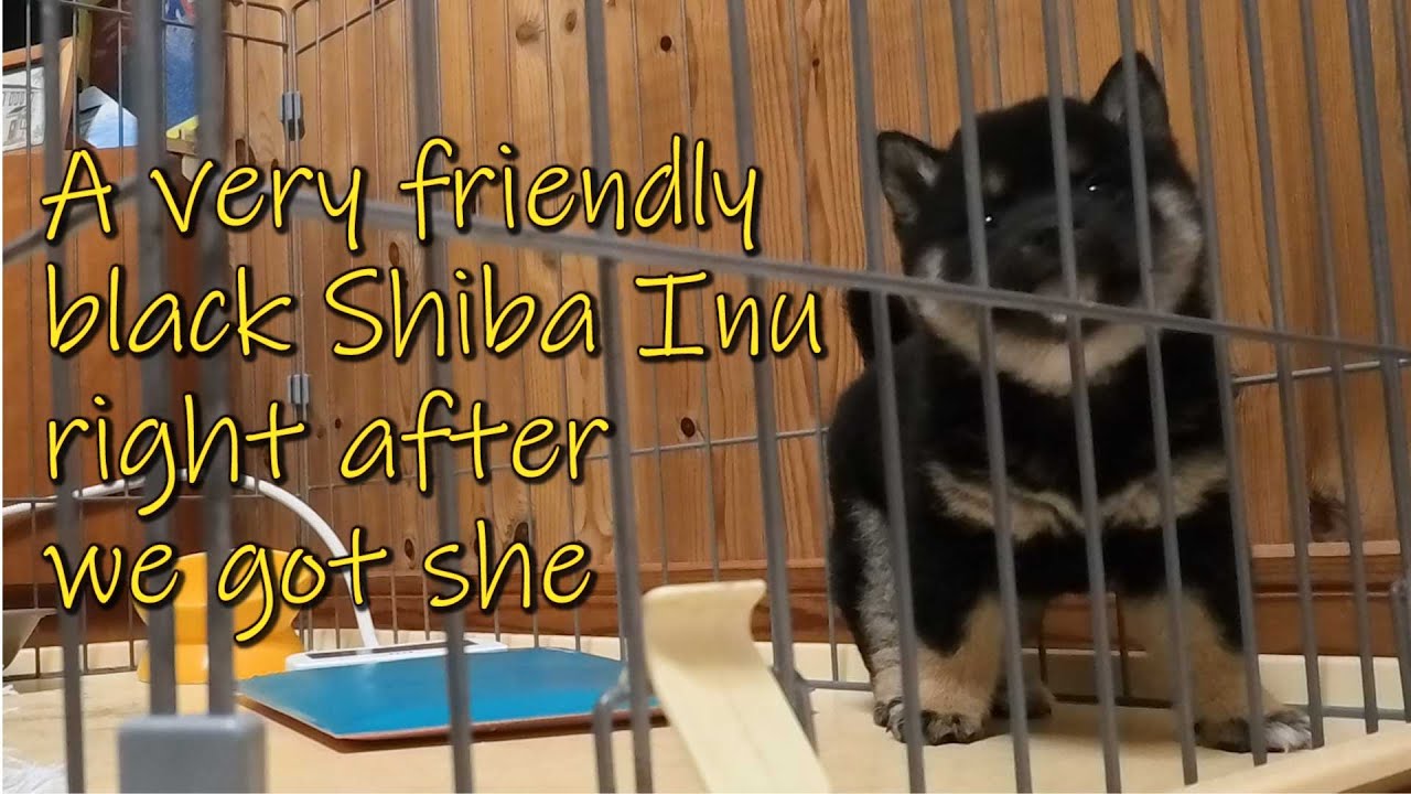 Our plan to get her used to her cage immediately after we brought her home was a complete failure.