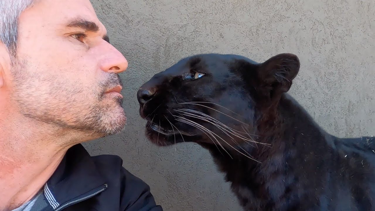 Meet The Characters: Nikita and Coal | The Lion Whisperer