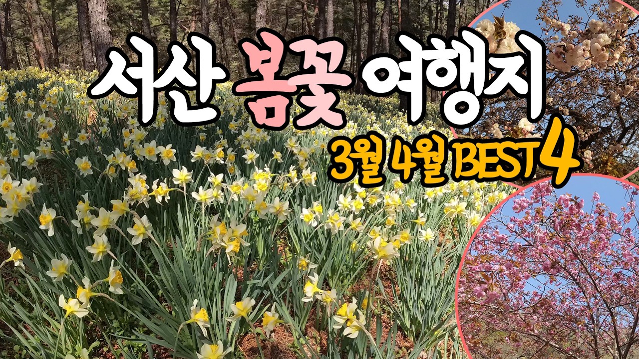 3월, 4월 이번 봄에 놓치면 아쉬운 서산 당일치기 여행지 BEST4🌸수선화·벚꽃 명소