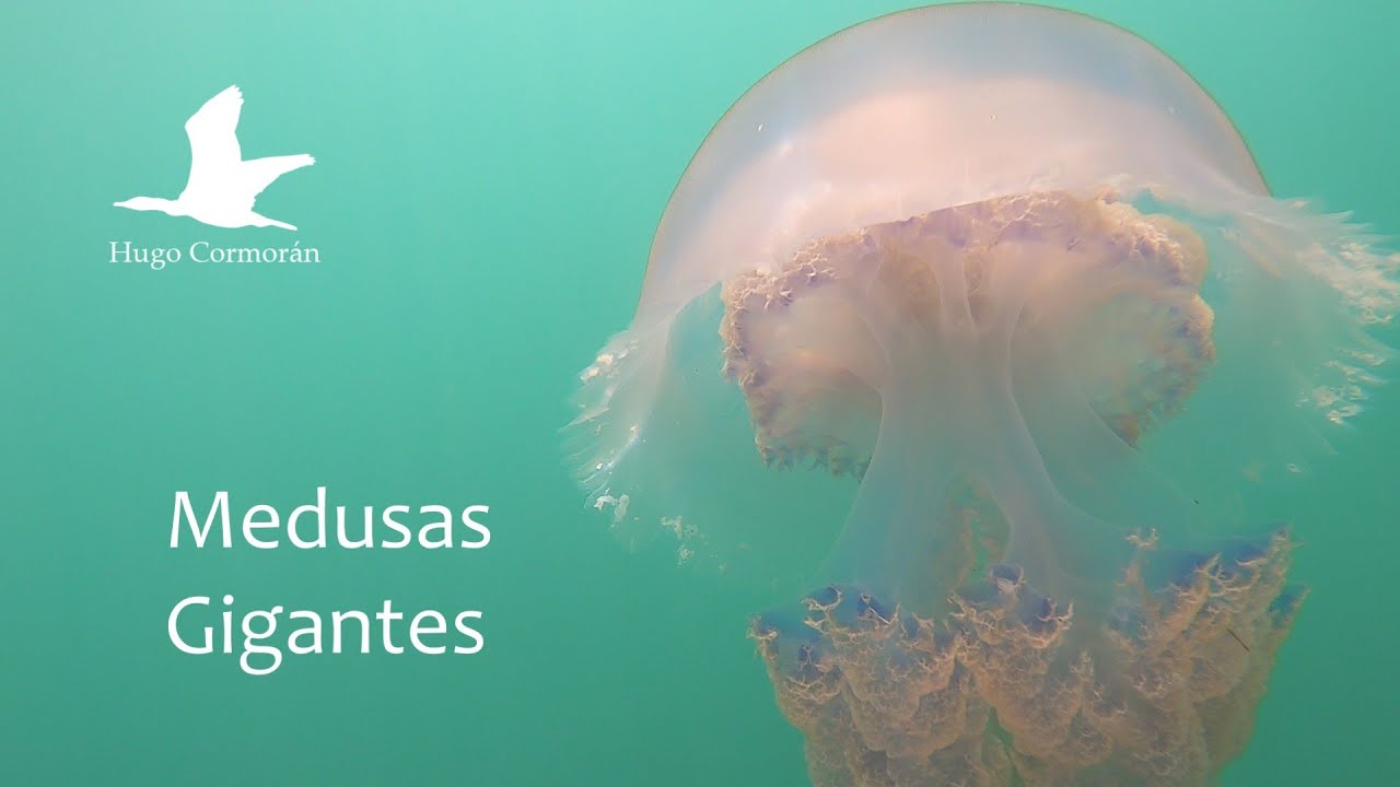 Medusas Gigantes