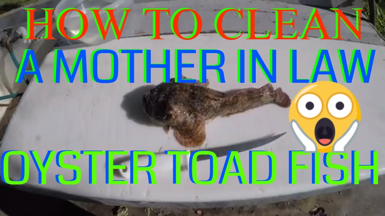 HOW TO CLEAN A OYSTER TOAD FISH(mother in law)
