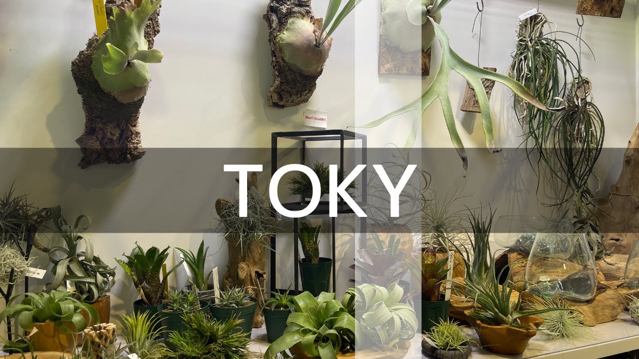 【東京都日本橋】裏通で見つけた陶器鉢の楽園、植物をインテリア性重視で飾りたいなら一度は訪れたい園芸ショップ｜TOKY vol1.0