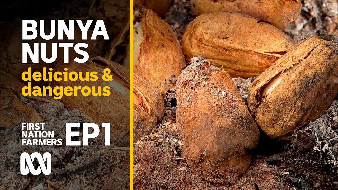 Bunya nuts: delicious, culturally important & dangerous 🌰 | First Nation Farmers Ep1 | ABC Australia