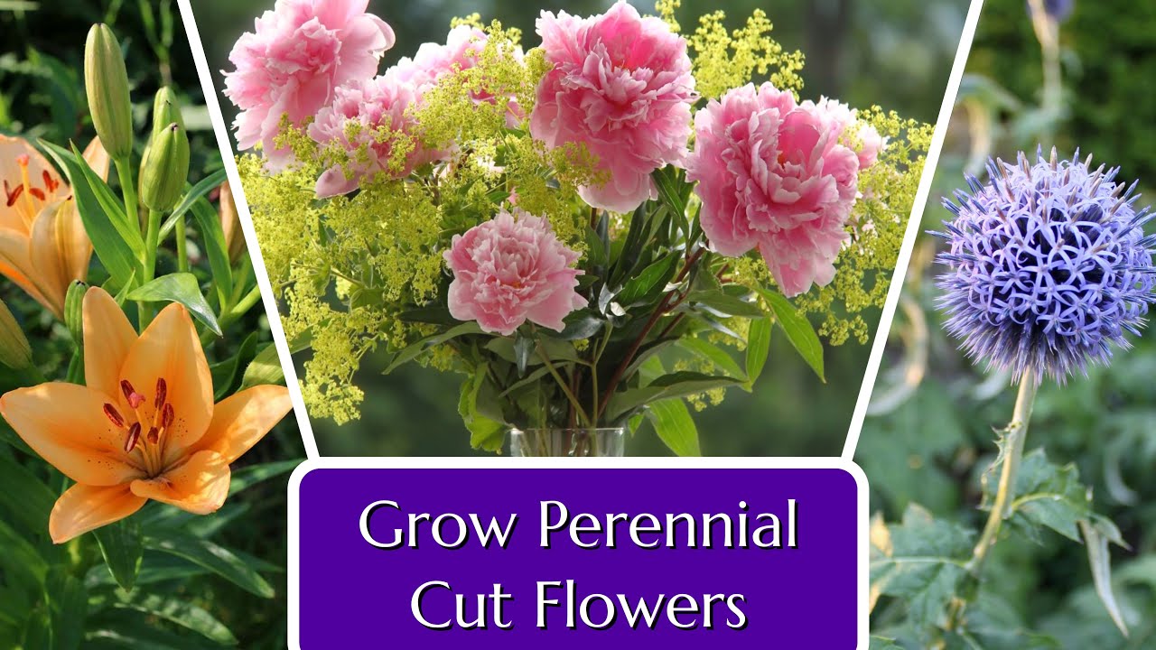 Move Over Zinnias! Perennials for Your Cut Flower Garden