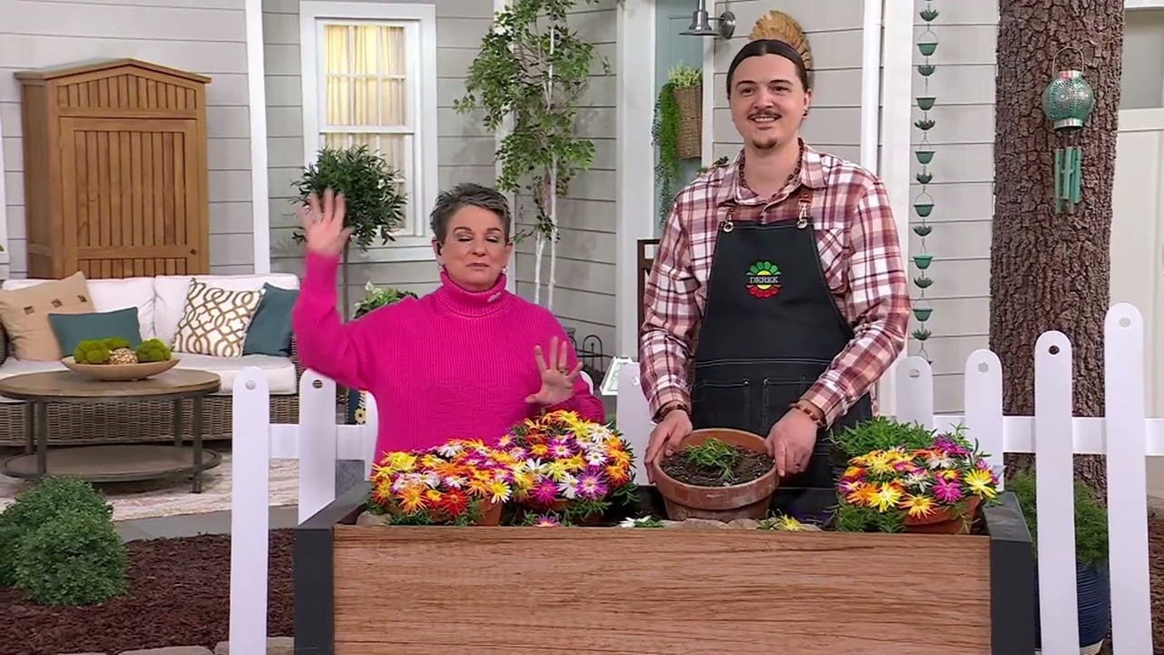 Roberta's WOW Series Ice Plants Tile Live Plants on QVC