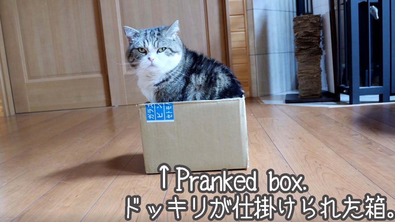 ドッキリな箱とねこ。-Pranked box and Maru.-