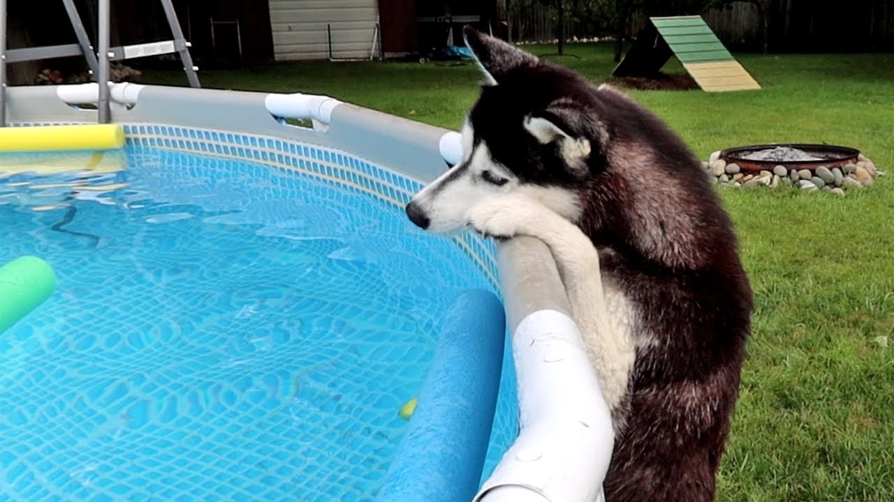 My Husband Saved My Dog From Downing In the Swimming Pool!