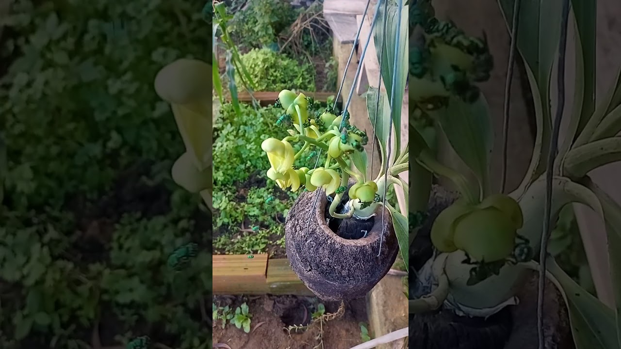 abelha azul s&atilde;o amantes de flores de orqu&iacute;deas