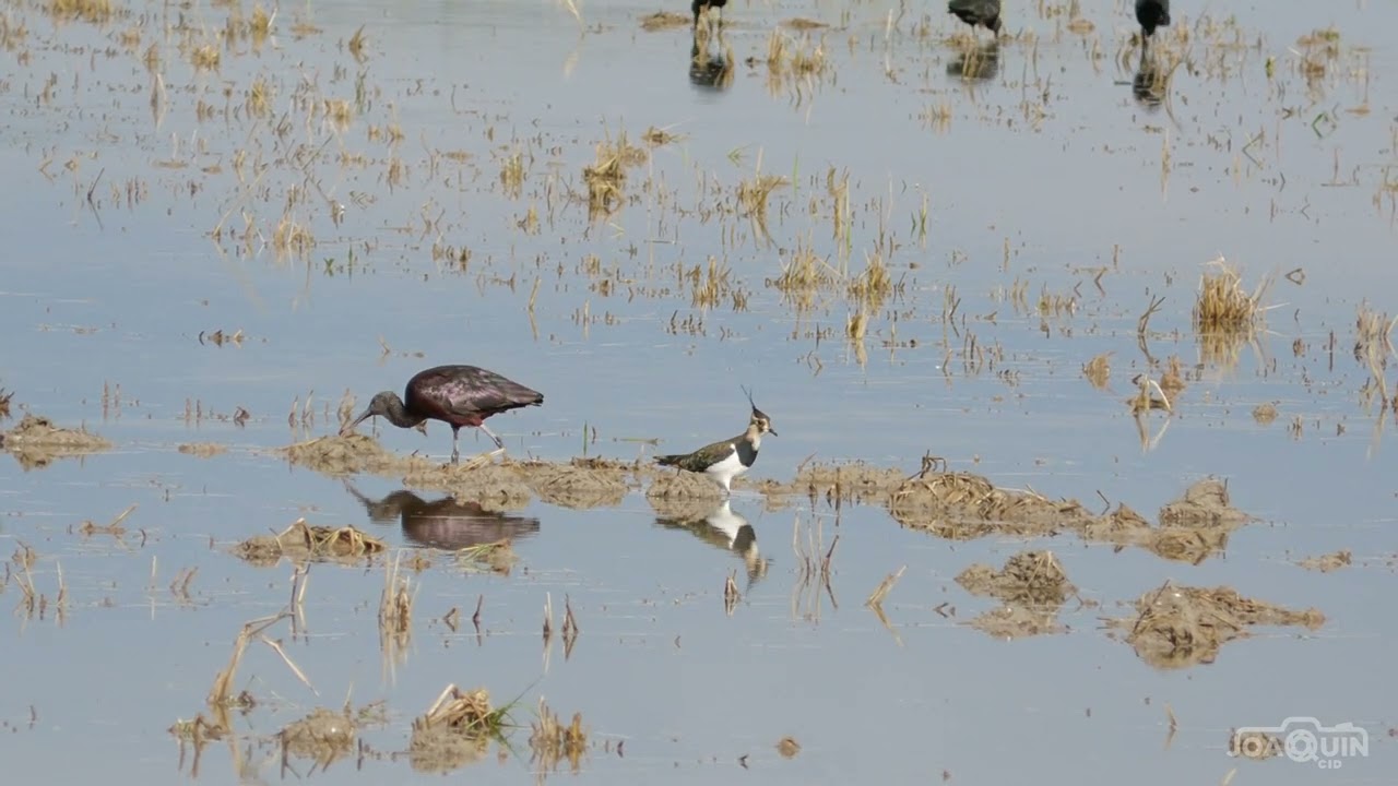 Moritos comunes y otras aves por las marismas.