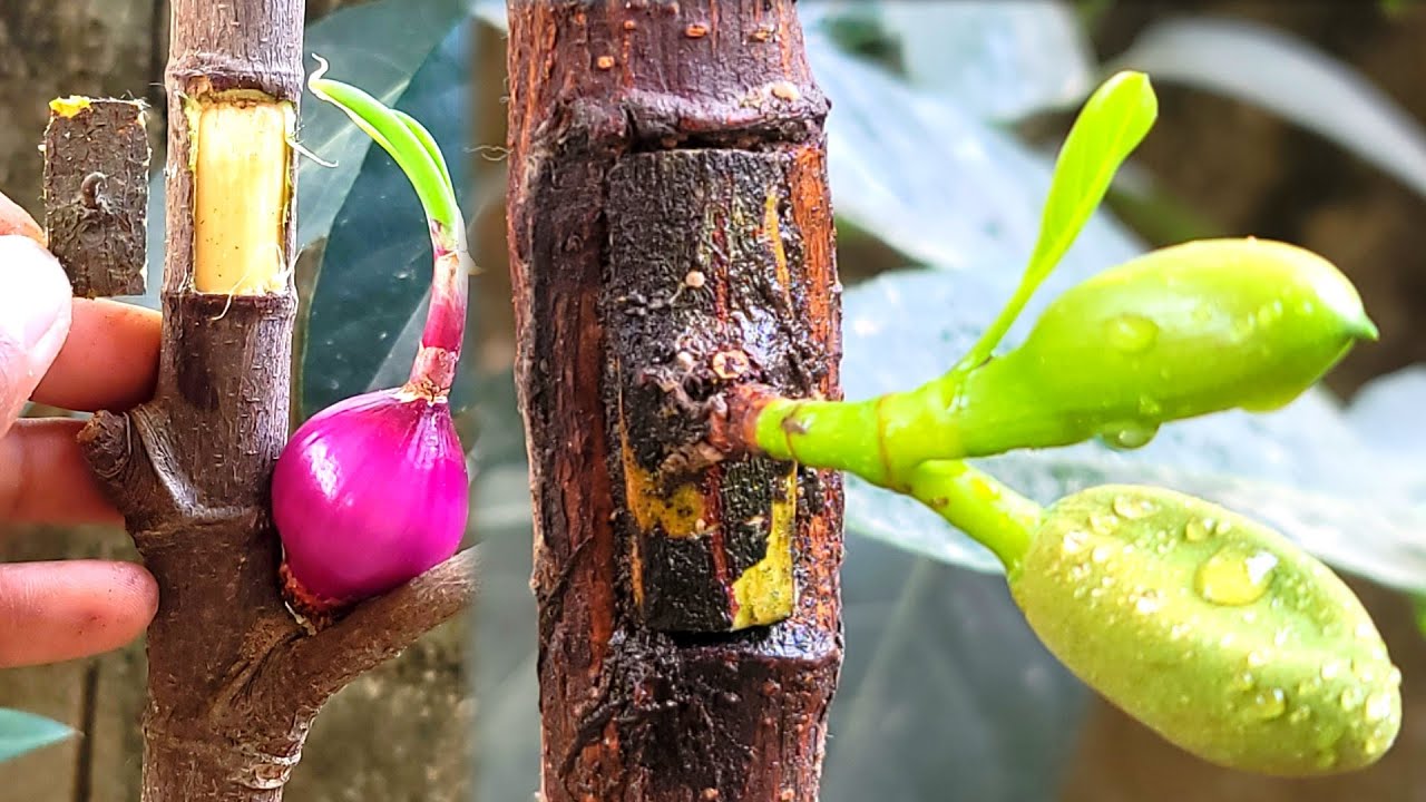 Onion Natural Hormone for  Jackfruit Grafting / agri cambo