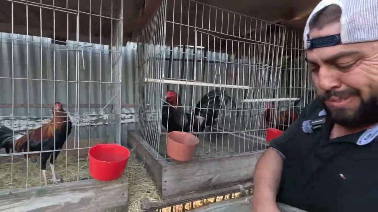 El viejon echandole a sus gallos de comer.