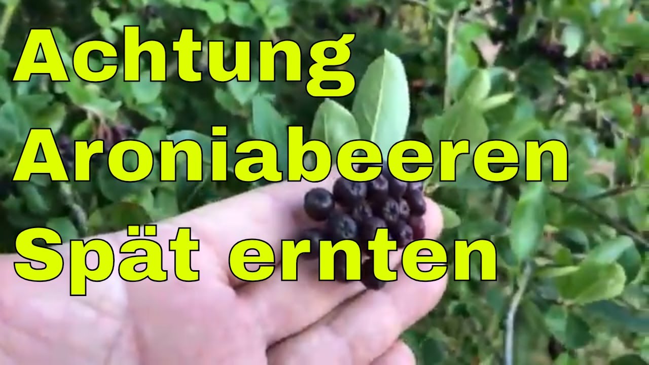 Frische Aroniabeeren wann sind Aroniabeeren reif?