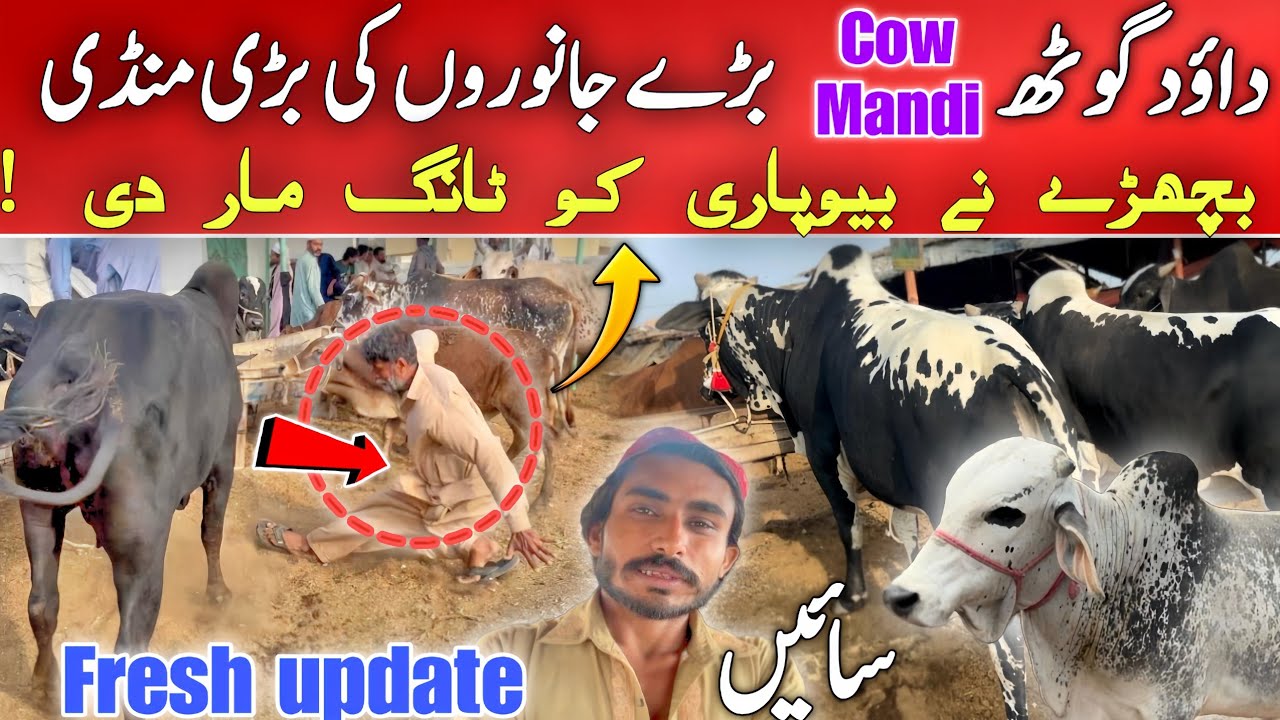 Big Bull Strikes Trader at Cow Market | Dawood Goth Livestock Mandi Fresh Update 🐂💥