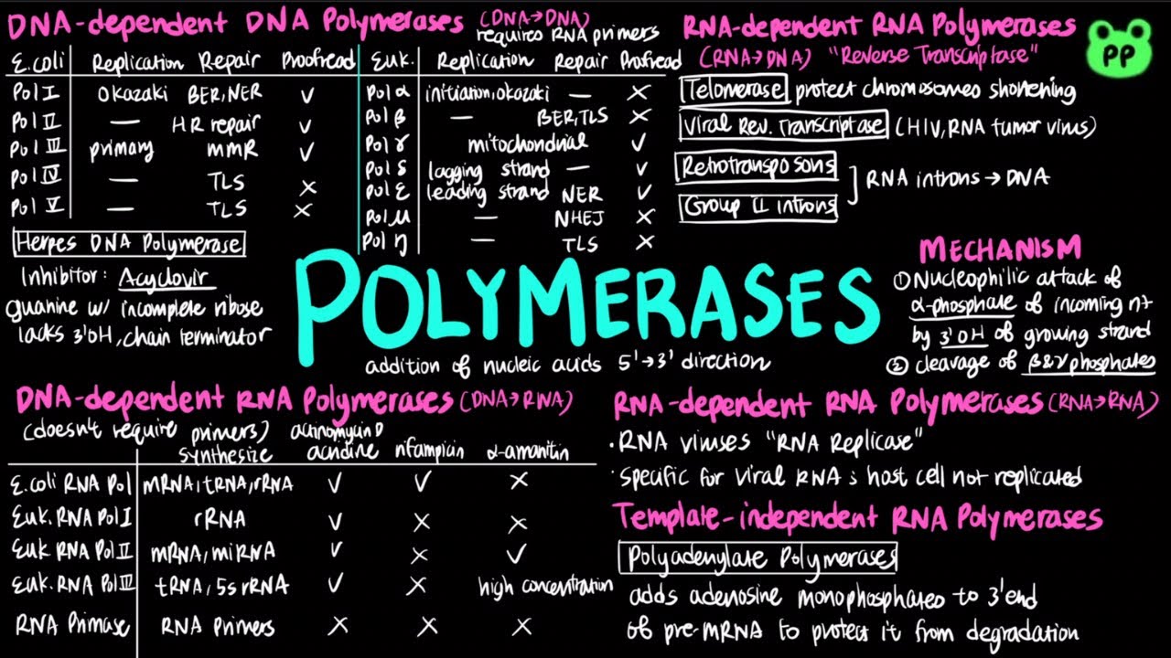 Polymerases | Molecular Biology 01 | Biology & Biochem | PP Notes