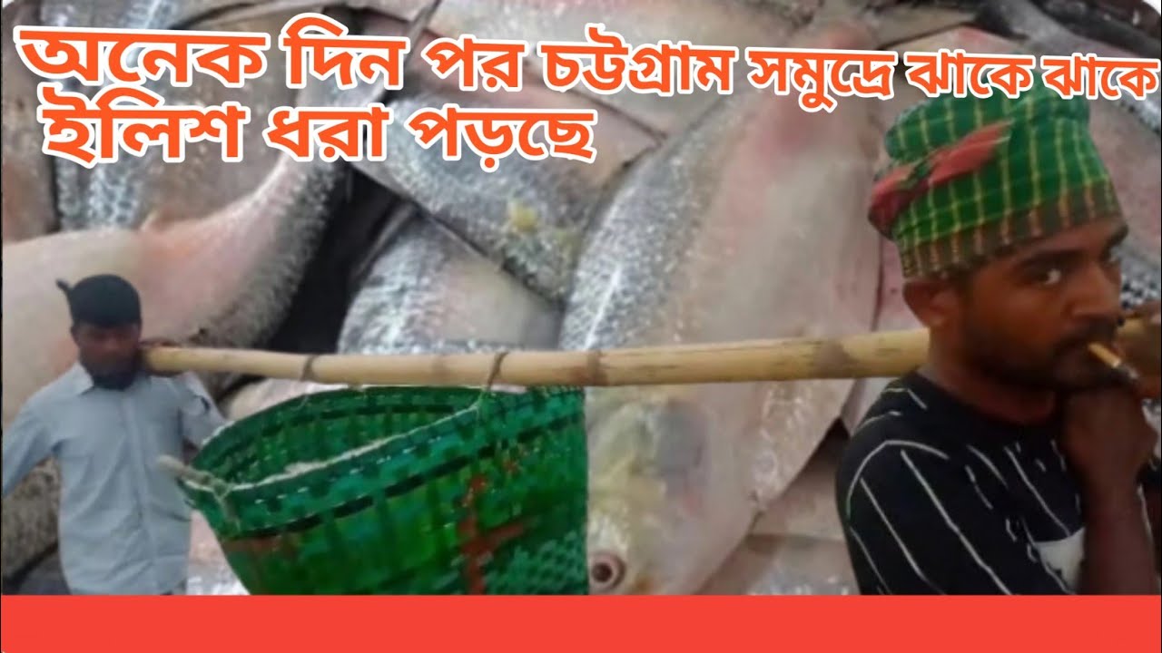 অনেক দিন পর চট্টগ্রাম সমুদ্রে ঝাকে ঝাকে ইলিশ ধরা পড়ছে Chittagong beach availableav Hilsha fish