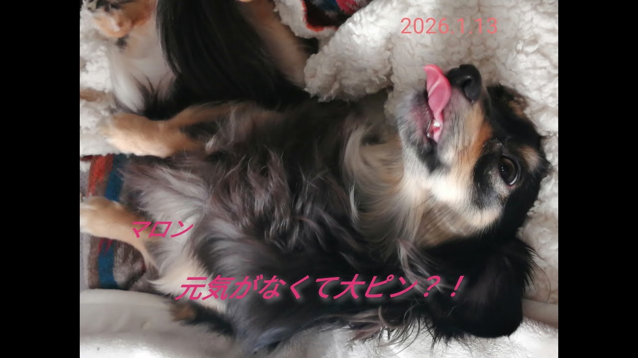 元気がなくて大ピンチ？！