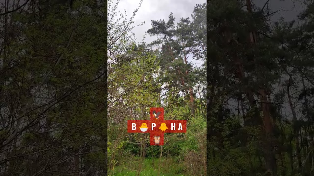 #ВОРОНА #НАКАРКАЛА НА МЕНЯ? Или Грозный #КАР-КАР, Карл! Карл, кар-каАр-РР-р! Дикие #Птицы Украины.