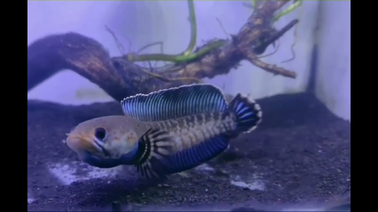 IKAN GABUS/CHANNA FISH LIMBATA ANDRAO #duniahobi #channa #limbata #gabushias