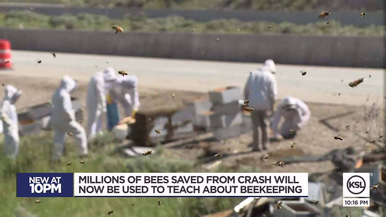 Wasatch Beekeepers Association rescues millions of bees after I-80 crash